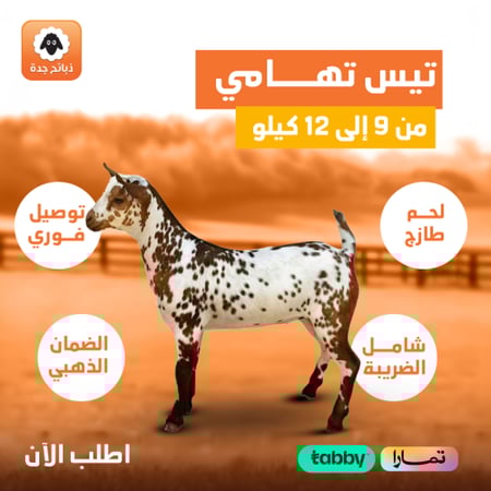 تيس تهامي طازج