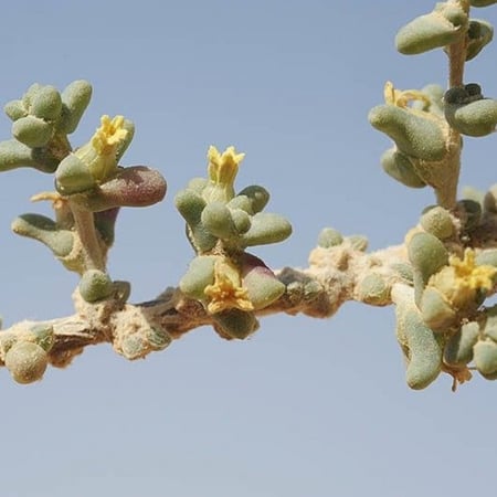 زهرة نبات الضمران