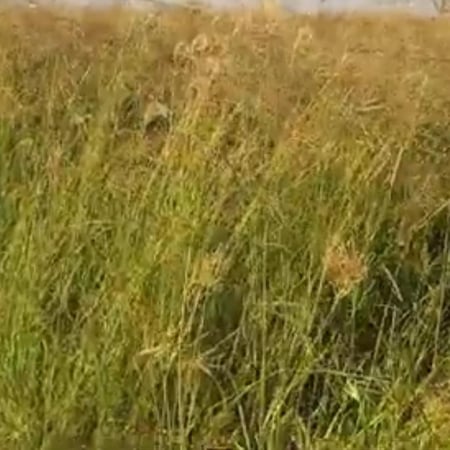 بذور عشبة الرودس Rhodes Grass