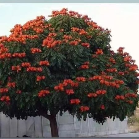 بذور شجرة خزامى الاحمر الافريقية التوليب الافريقيSpathodea