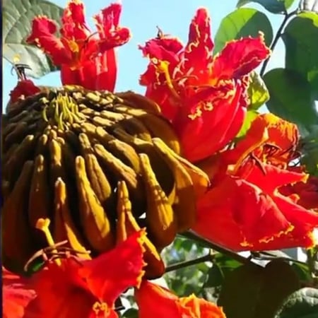 بذور شجرة خزامى الاحمر الافريقية التوليب الافريقيSpathodea