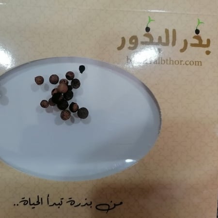 بذور شجرة السدر البري الضال Ziziphus spina-christi