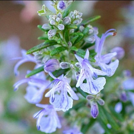 بذور نبات عشبة كليل الجبل & روز ماري Rosmarinus officinalis