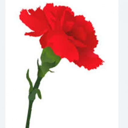 بذور زهرة القرنفل / ديانتس Dianthus caryophyllus