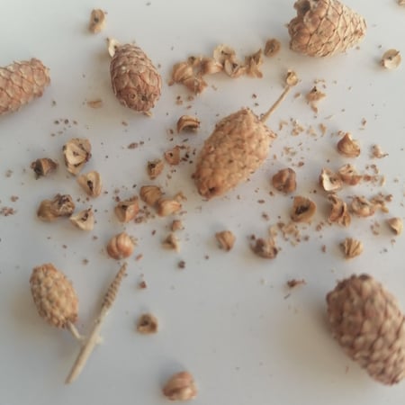 بذور شجرة البزرومي Conocarpus
