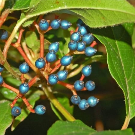 بذور شجرة أفلوس رباطية غارية ( Viburnum tinus)