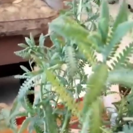 بذور شجر الافندر Lavandula angustifolia