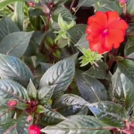 بذور زهرة البلسم Impatiens