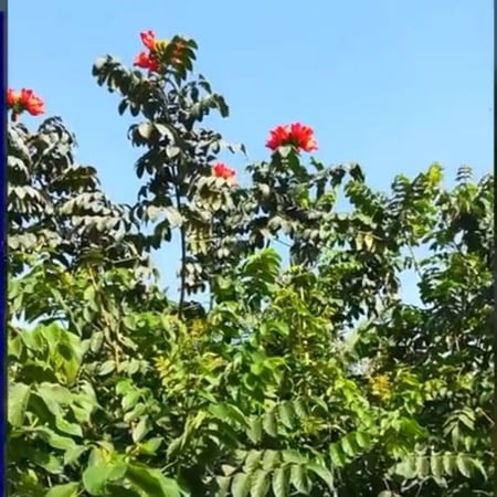 بذور شجرة خزامى الاحمر الافريقية التوليب الافريقيSpathodea