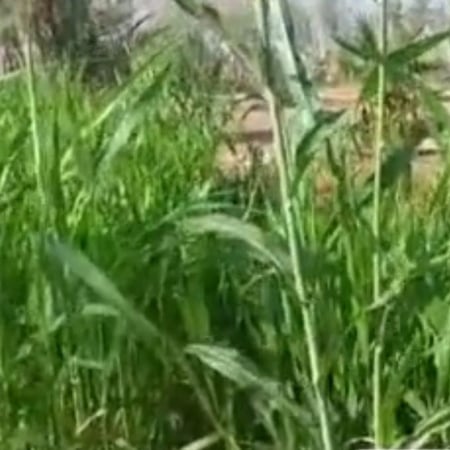 بذور علف البياض