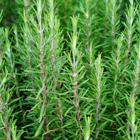 بذور نبات عشبة كليل الجبل & روز ماري Rosmarinus officinalis