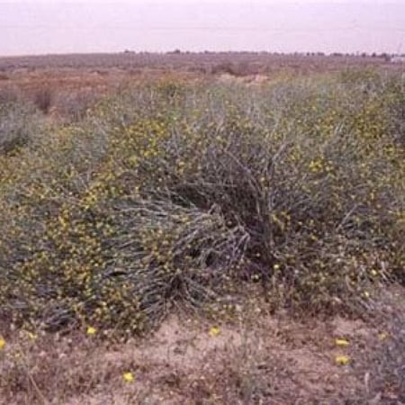 بذور شجرة العرفج Rhanterium epapposum