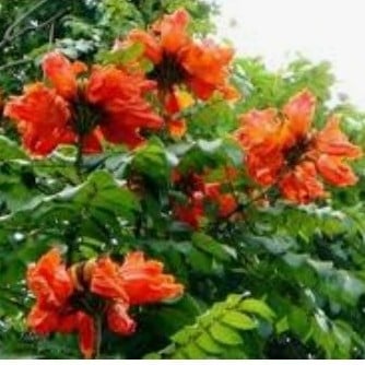 بذور شجرة خزامى الاحمر الافريقية التوليب الافريقيSpathodea