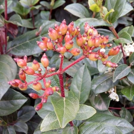 بذور شجرة أفلوس رباطية غارية ( Viburnum tinus)