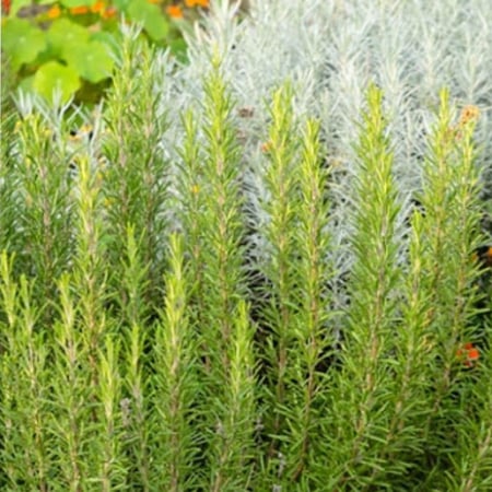 بذور نبات عشبة كليل الجبل & روز ماري Rosmarinus officinalis
