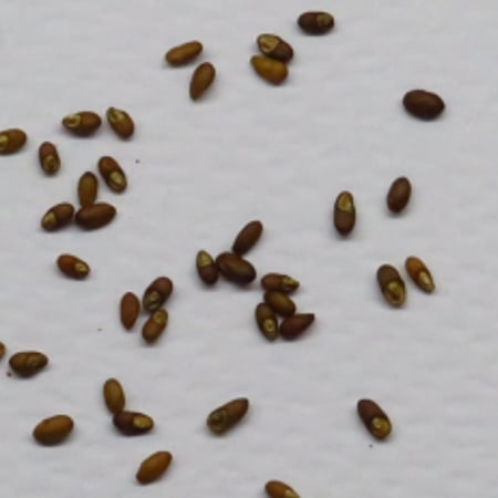 بذور نبات عشبة كليل الجبل & روز ماري Rosmarinus officinalis