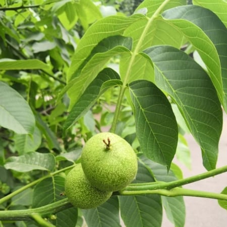 بذور شجرة عين الجمل Juglans regia