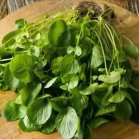 بذور شجرة الجرجيرEruca vesicaria ssp