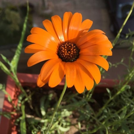 بذور زهرة الديمورفوتيكا  سينواتا dimorphotheca sinuata