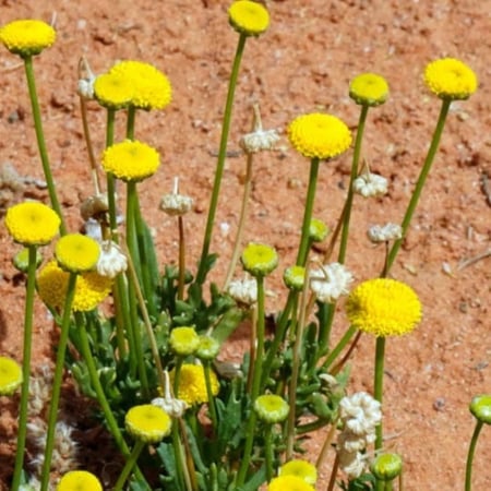 بذور نبات عشبة القراص او القريص البري Urtica Dioica
