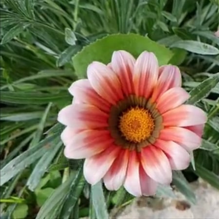 بذور زهرة جازانيا Gazania