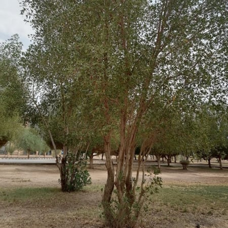 بذور شجرة البزرومي Conocarpus