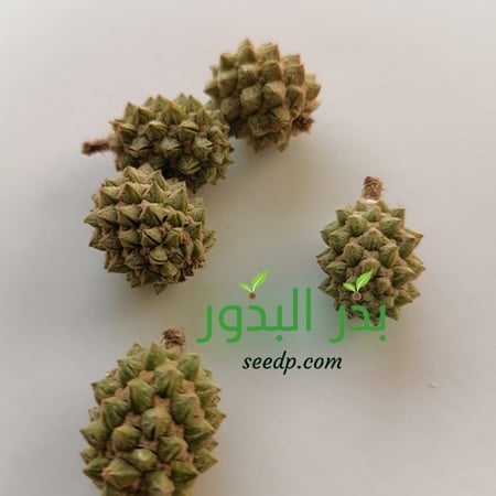 بذور شجرة الاثل الامريكي كازورينا - Casuarina