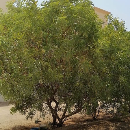 ‫بذور شجرة السنط - الطلح القنديلي‬ ( Acacia pruinocarpa )