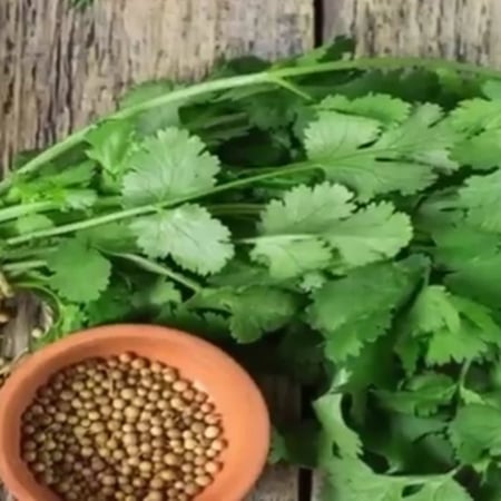 بذور نبات الكزبرة Coriandrum sativum