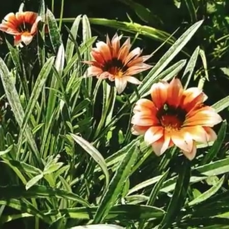 بذور زهرة جازانيا Gazania