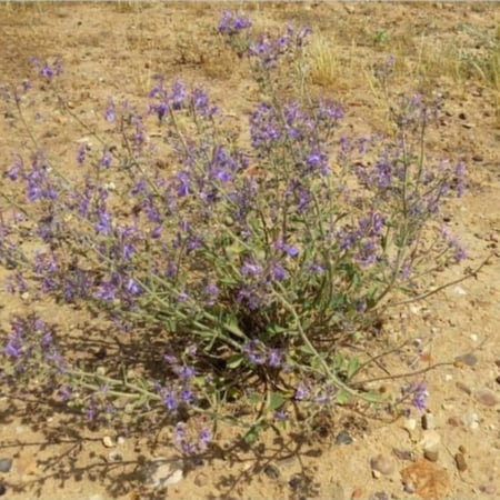 بذور نبات عشبة العهينة-العيهل البرية Teucrium oliverianum