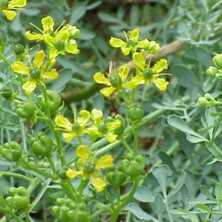 بذور عشبة الشذاب الاذفر Ruta graveolens