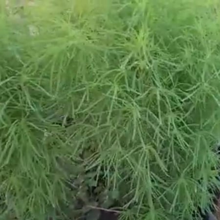 بذور  نبات كوكيا - مكنسة الجنة