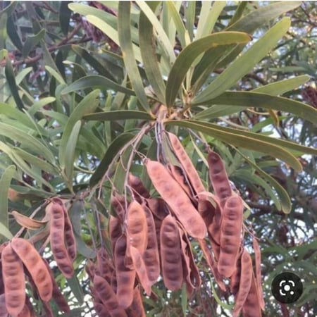 ‫بذور شجرة السنط - الطلح القنديلي‬ ( Acacia pruinocarpa )