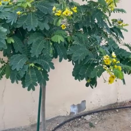 بذور كاسيا جلوكا ( Cassia glauca )