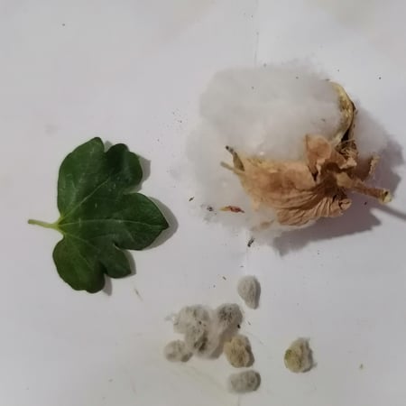 ‫بذور شجرة الكابوك‬ ( Ceiba pentandra )