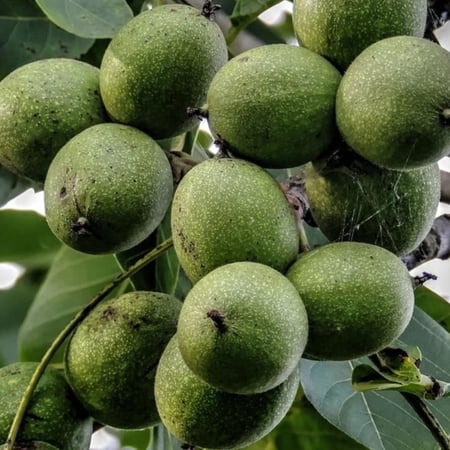 بذور شجرة عين الجمل Juglans regia