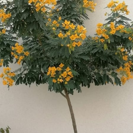 بذور كاسيا جلوكا ( Cassia glauca )