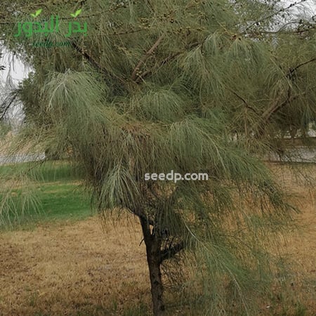 بذور شجرة الاثل الامريكي كازورينا - Casuarina
