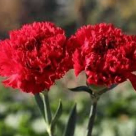 بذور زهرة القرنفل / ديانتس Dianthus caryophyllus