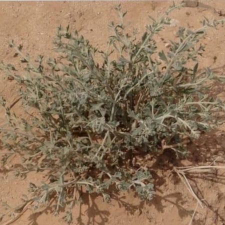 بذور نبات عشبة العهينة-العيهل البرية Teucrium oliverianum