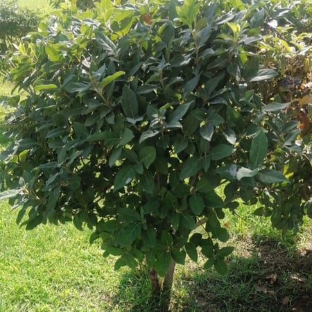 بذور شجرة أفلوس رباطية غارية ( Viburnum tinus)