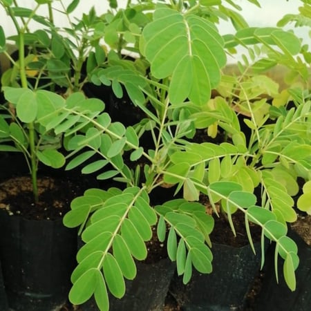 بذور كاسيا جلوكا ( Cassia glauca )