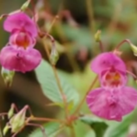 بذور زهرة البلسم Impatiens