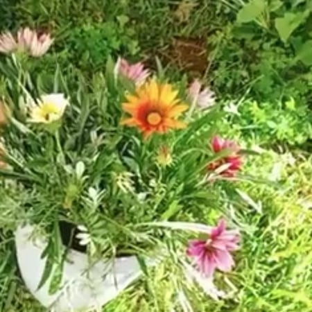 بذور زهرة جازانيا Gazania