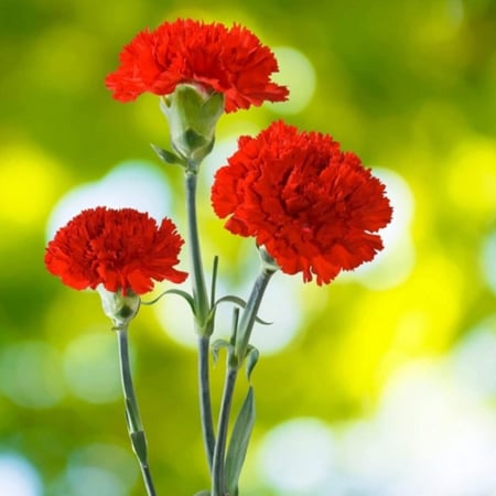 بذور زهرة القرنفل / ديانتس Dianthus caryophyllus