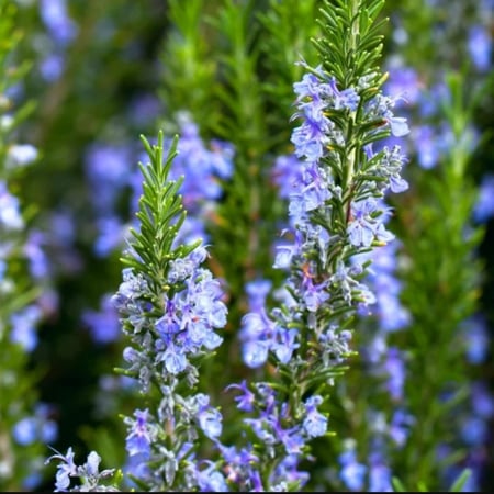 بذور نبات عشبة كليل الجبل & روز ماري Rosmarinus officinalis