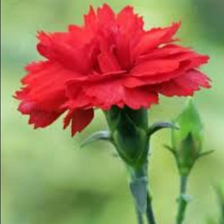 بذور زهرة القرنفل / ديانتس Dianthus caryophyllus