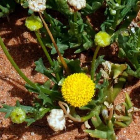 بذور نبات عشبة القراص او القريص البري Urtica Dioica