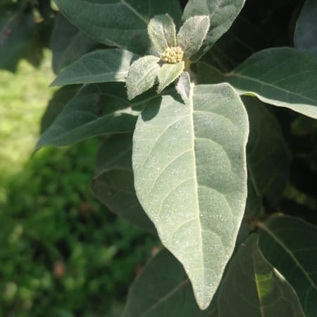 بذور شجرة أفلوس رباطية غارية ( Viburnum tinus)